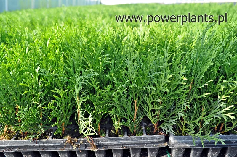 Skaidrės aprašymas 2