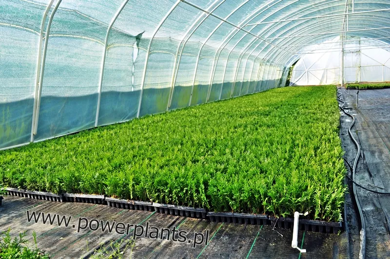 Skaidrės aprašymas 3