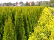 augalai medžiai krūmai Tuja Smaragd Brabant Lenkija