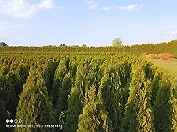 sadzonki drzewek krzewów ozdobnych Thuja Smaragd Brabant Polska