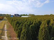 sadzonki drzewek krzewów ozdobnych Thuja Smaragd Brabant Polska