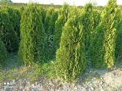 sadzonki drzewek krzewów ozdobnych Thuja Smaragd Brabant Polska