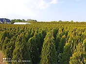 sadzonki drzewek krzewów ozdobnych Thuja Smaragd Brabant Polska