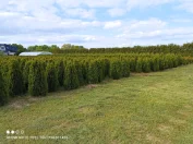 sadzonki drzewek krzewów ozdobnych Thuja Smaragd Brabant Polska